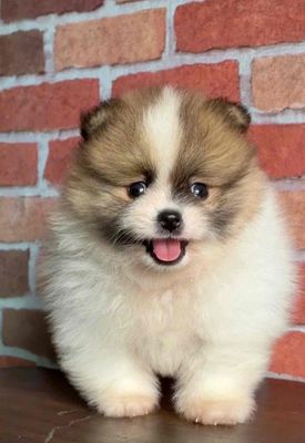 Chó Phóc sóc ( pom ) đã tiêm phòng