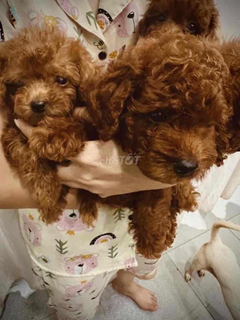 Poodle Tiny Nâu Đỏ Thuần Chủng