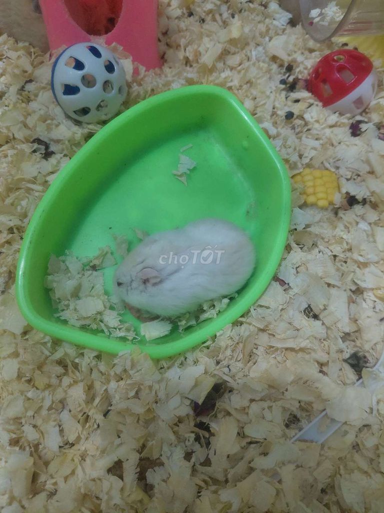 Chuột Hamster Trắng Nâu Hiền Lành. Mua bán Thú cưng khác tại Huyện Hóc Môn Tp Hồ Chí Minh được đăng bởi hàng hiệu  hình 1