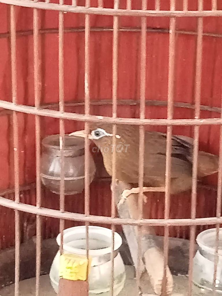 Chim chào mào Nâu vàng đực 2 mùa. Mua bán Chim tại Quận 12 Tp Hồ Chí Minh được đăng bởi Tân Nguyễn hình 1