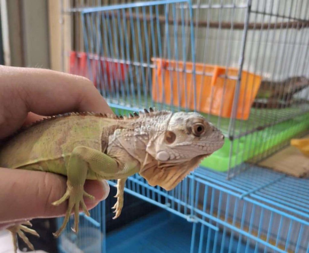 Mới mua tli 4x đực