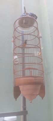 Ban chim hut mat 5 mau. Mua bán Chim tại Quận 3 Tp Hồ Chí Minh được đăng bởi Đang Ngọc thanh tan