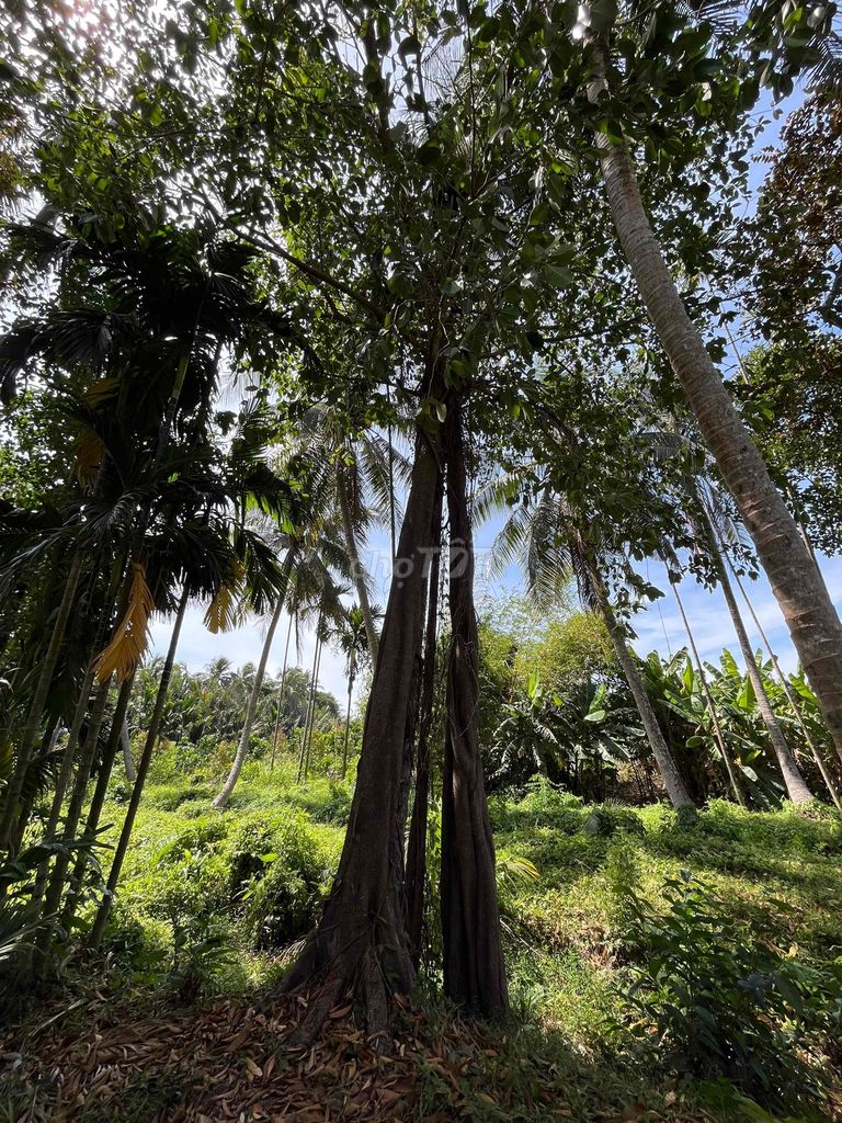 Cây Da lớn. Mua bán Cây cảnh, đồ trang trí tại Huyện Châu Thành Long An được đăng bởi Bán tùm lum hình 1