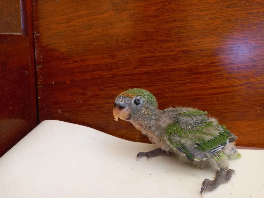 Chim Lovebird Xanh lá. Mua bán Chim tại Thị xã Gò Công Tiền Giang được đăng bởi Thanh hình 1