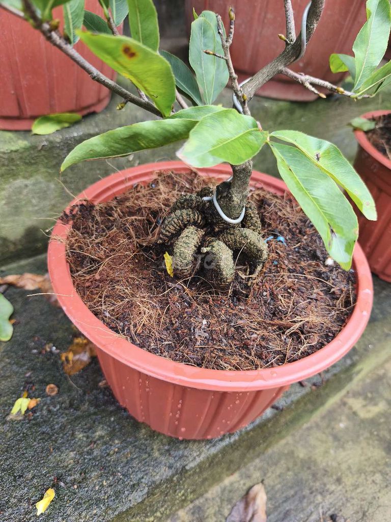 Cây sanh trang trí nhà cửa. Mua bán Cây cảnh, đồ trang trí tại Huyện Cai Lậy Tiền Giang được đăng bởi Thanh Vy hình 1