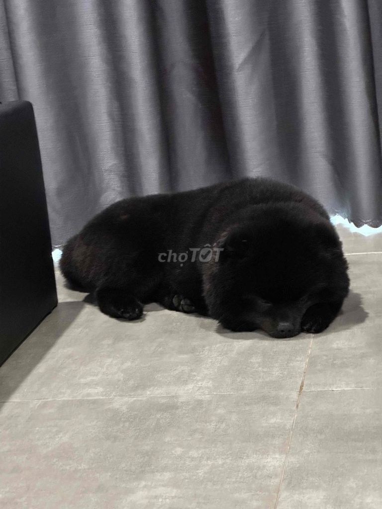 TÌM CHÓ LẠC - HẬU TẠ 10 TRIỆU. Mua bán Chó tại Thành phố Vũng Tàu Bà Rịa - Vũng Tàu được đăng bởi Nguyễn Xuân Đoàn hình 5