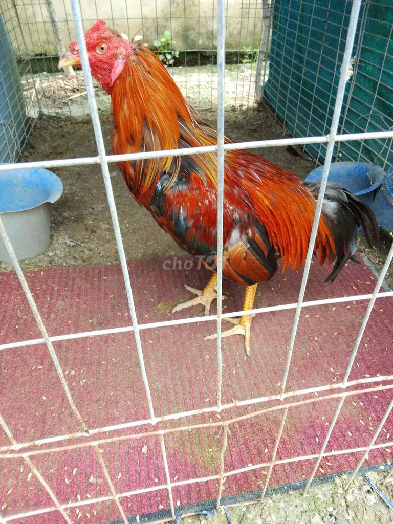 Gà chọi Trống Vàng Mỹ 2.8kg đang thay lông. Mua bán Gà tại Huyện Bình Chánh Tp Hồ Chí Minh được đăng bởi uy tín là tất cả  hình 1