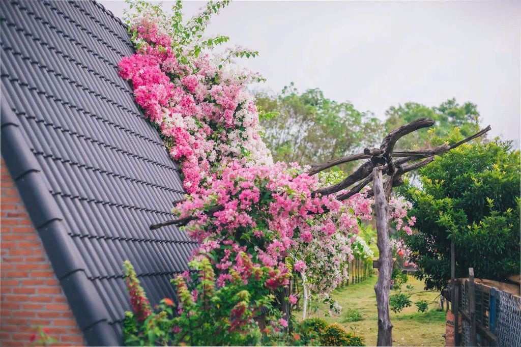 Cho thuê honestay 99k/1 căn. Dịch vụ tại Huyện Đức Linh Bình Thuận được đăng bởi hapham hình 3