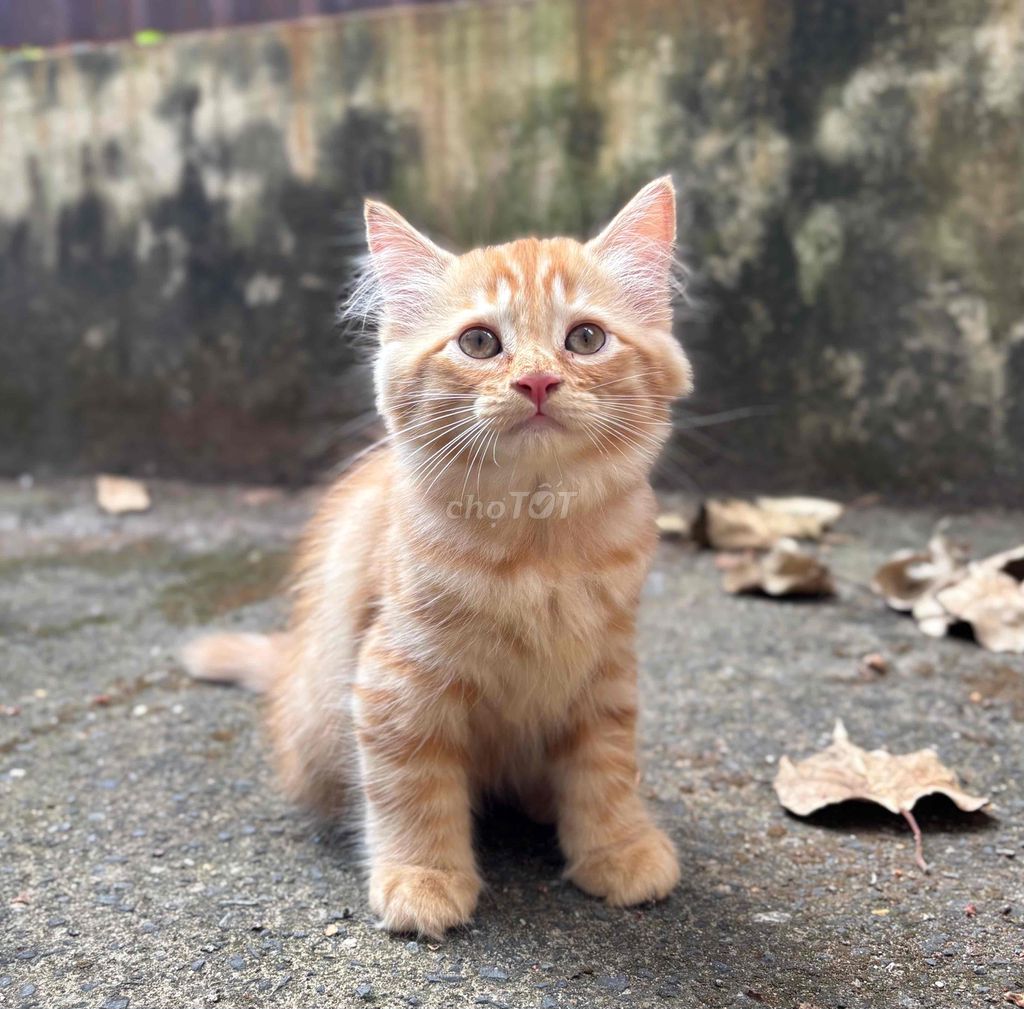 mèo red tabby lông dài