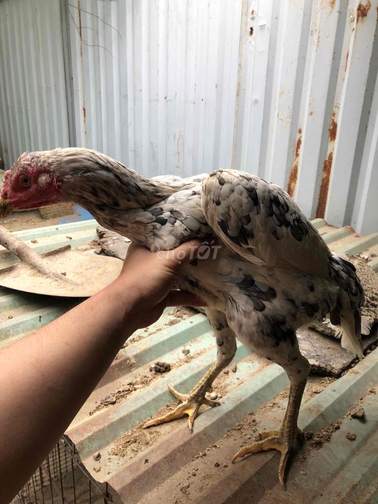 Gà mái gốc. Mua bán Gà tại Quận Ngũ Hành Sơn Đà Nẵng được đăng bởi bonbon hình 1