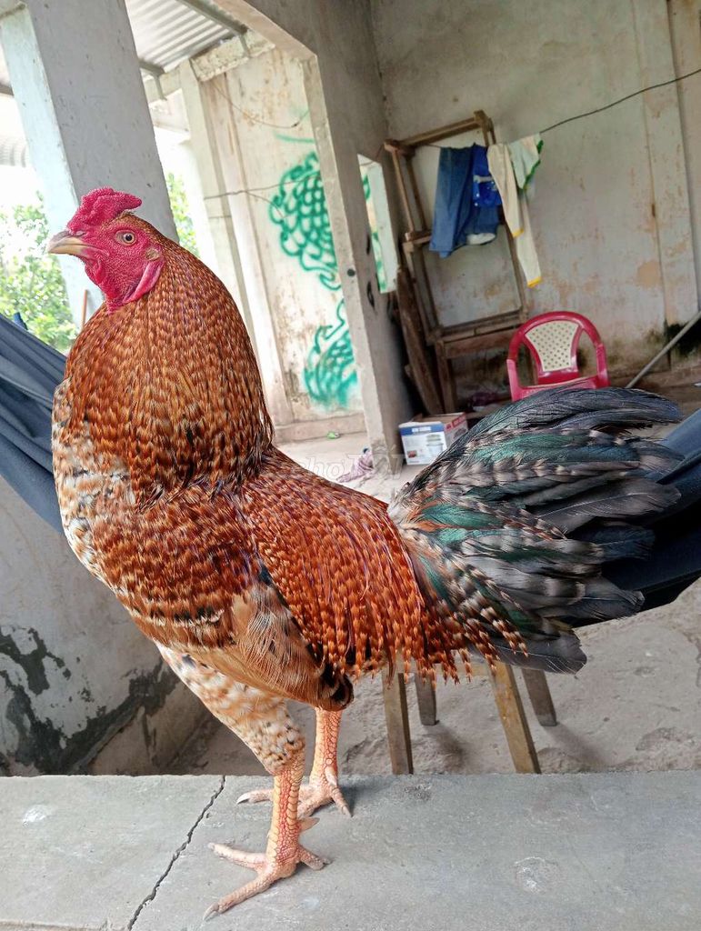 Gà chọi tơ 2.7kg Nâu đỏ. Mua bán Gà tại Huyện Lai Vung Đồng Tháp được đăng bởi gà nồi ngoại hạng  hình 1