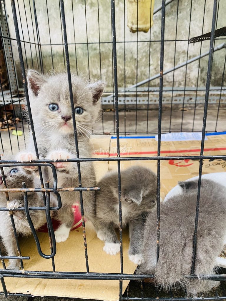Mèo Anh lông ngắn 2 tháng Xám. Mua bán Mèo tại Thị xã Bến Cát Bình Dương được đăng bởi Dat Duy hình 1