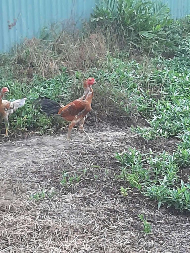 Gà nòi trống 3-5 tháng. Mua bán Gà tại Huyện Tân Trụ Long An được đăng bởi xiềng hình 1