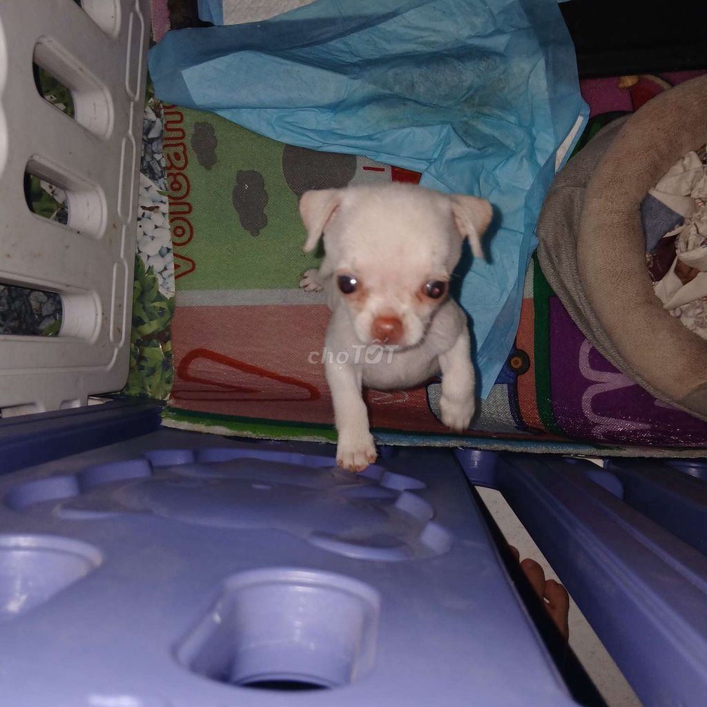 Chó Chihuahua nhỏ đã tiêm triệt sản. Mua bán Chó tại Thị xã Phú Mỹ Bà Rịa - Vũng Tàu được đăng bởi Be Trươngvan hình 1