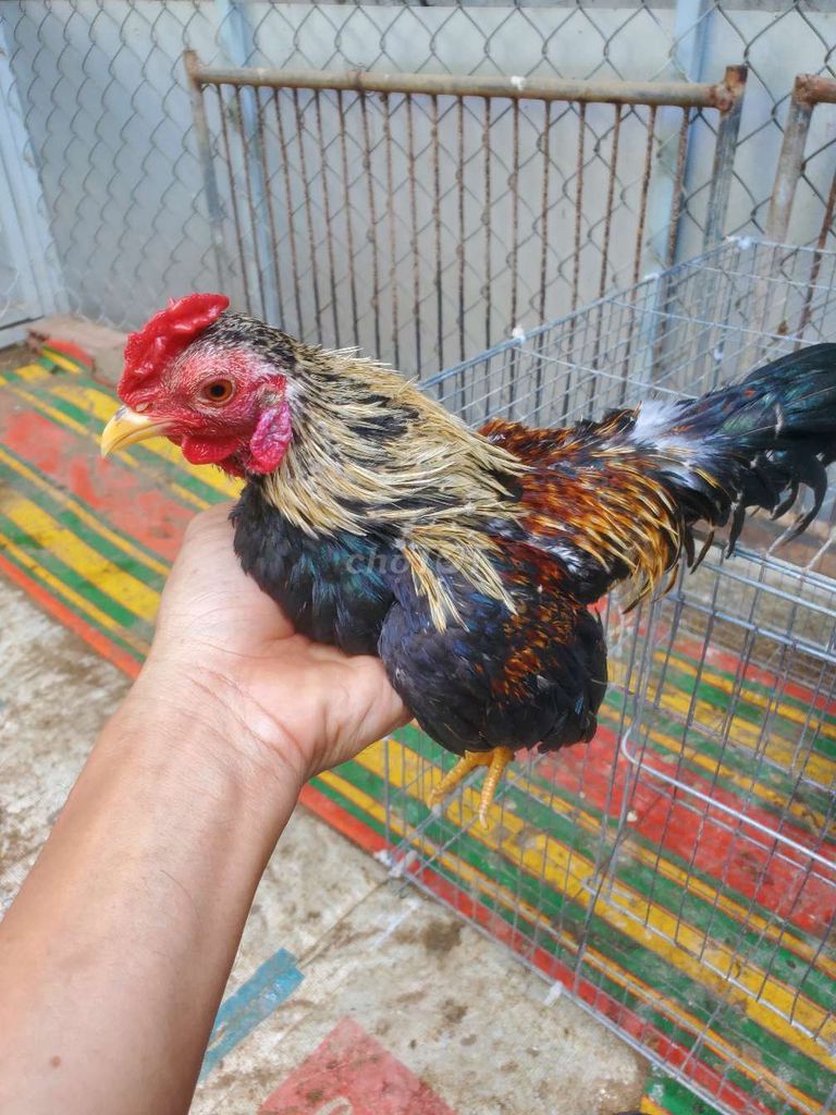 Tre bac 440g hon 7 thang. Mua bán Gà tại Huyện Tân Hiệp Kiên Giang được đăng bởi Ha DANG hình 1