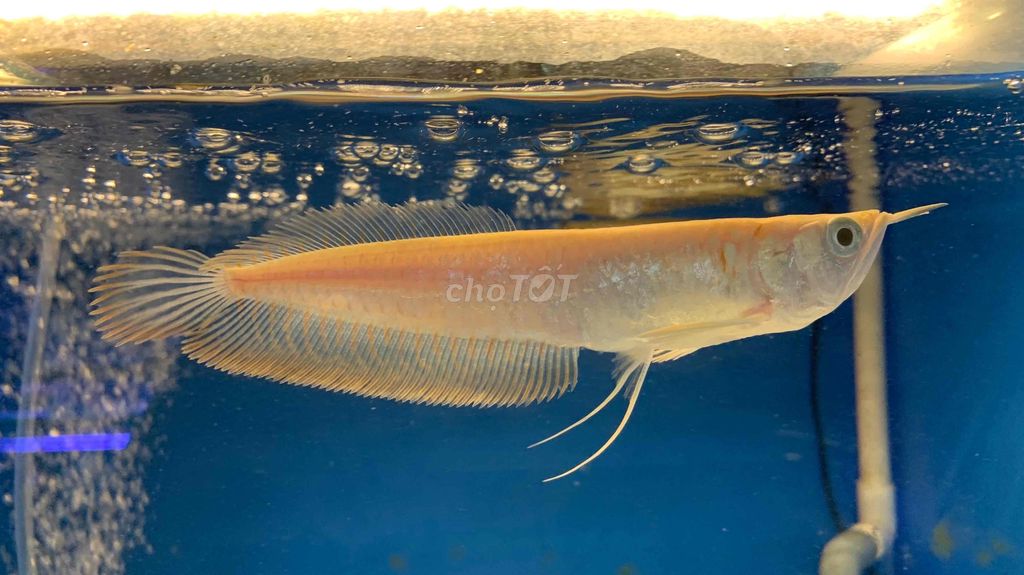 Cá Rồng Ngân Long Abino size 15-20cm cá chuẩn chỉ