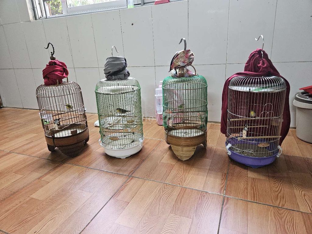4 combo khuyên đẹp. Mua bán Chim tại Huyện Hoài Đức Hà Nội được đăng bởi Sơn Orchids hình 1