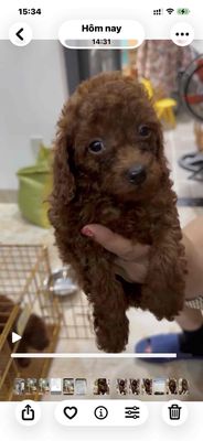 Poodle nâu đỏ. Mua bán Chó tại Thành phố Vũng Tàu Bà Rịa - Vũng Tàu được đăng bởi Lượm Dog Shop