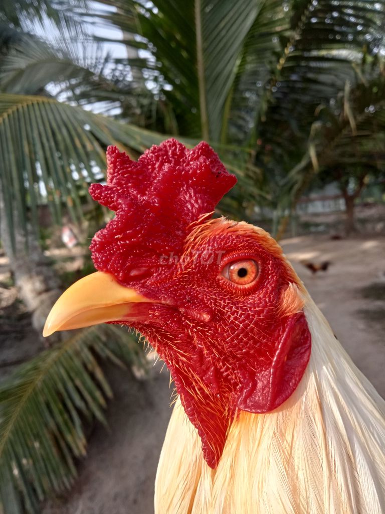 Bướm 2.9kg tay 1 cục. Mua bán Gà tại Thành phố Trà Vinh Trà Vinh được đăng bởi Mai thien dung hình 1