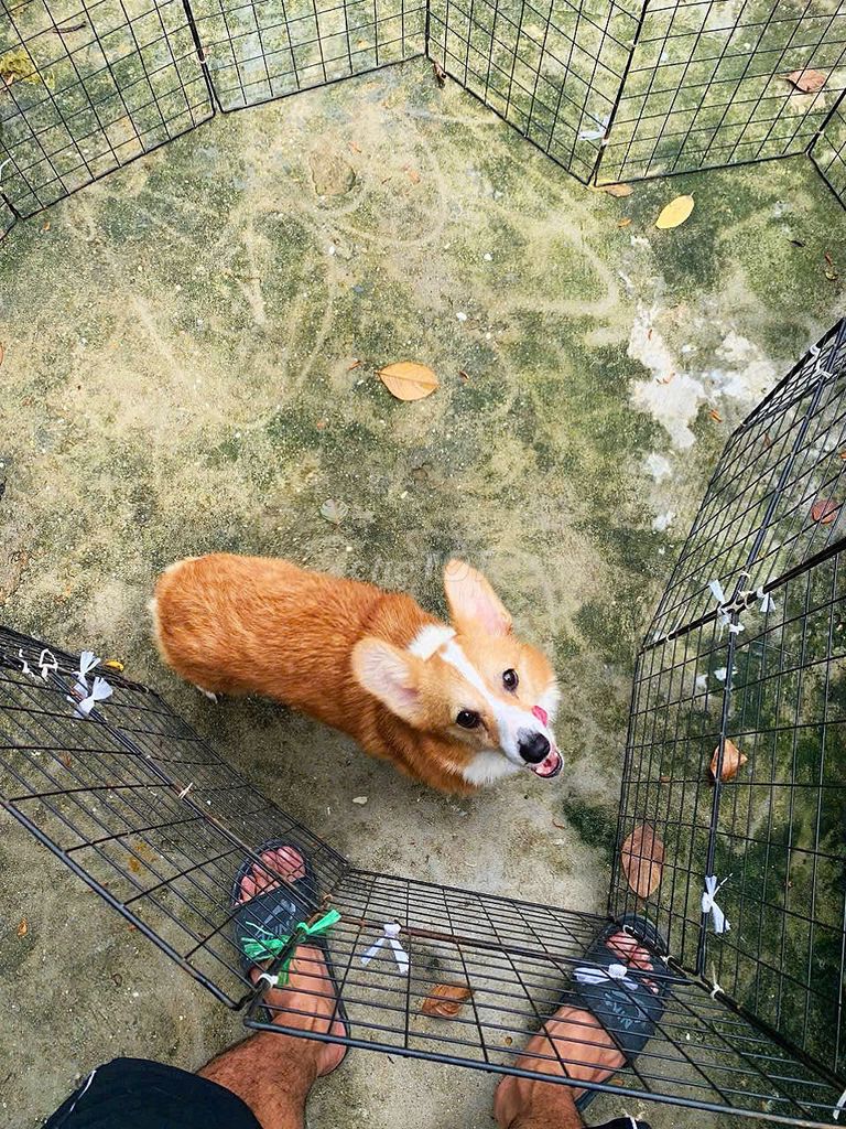 Bán corgi