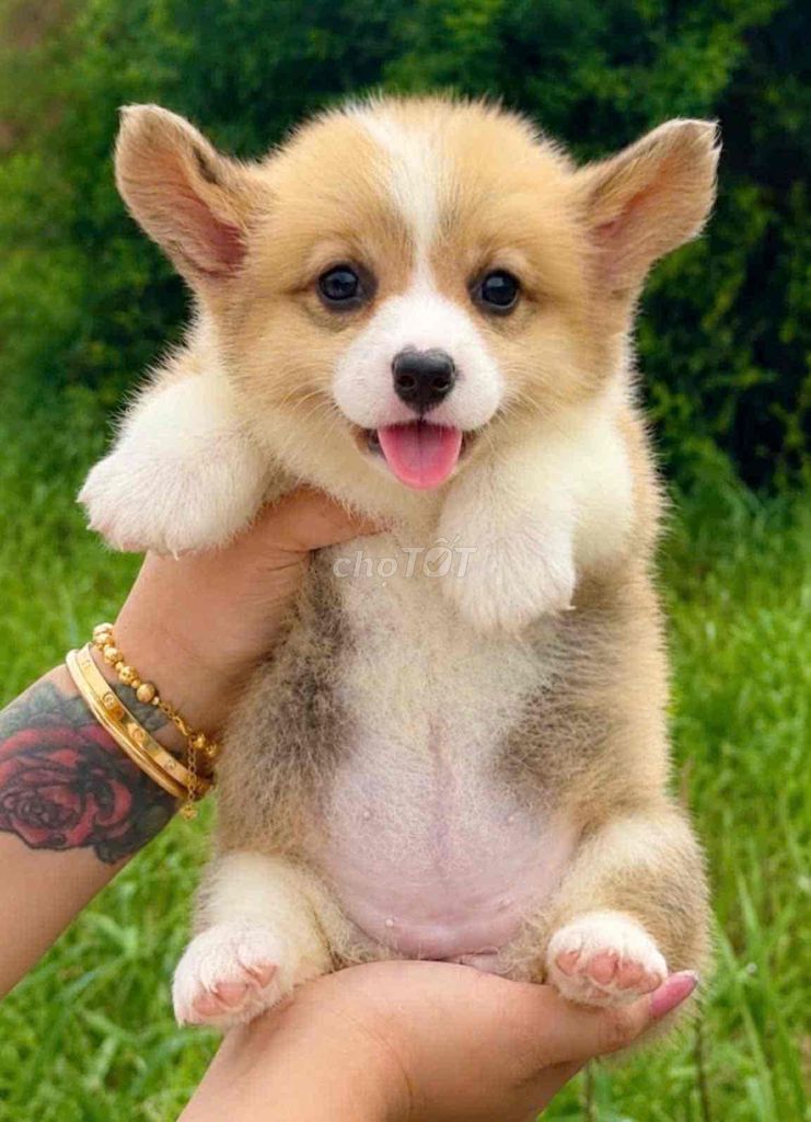 Chó Corgi Vàng trắng đã tim 1 vaccin. Mua bán Chó tại Huyện Bình Chánh Tp Hồ Chí Minh được đăng bởi pom pet sài gòn hình 1
