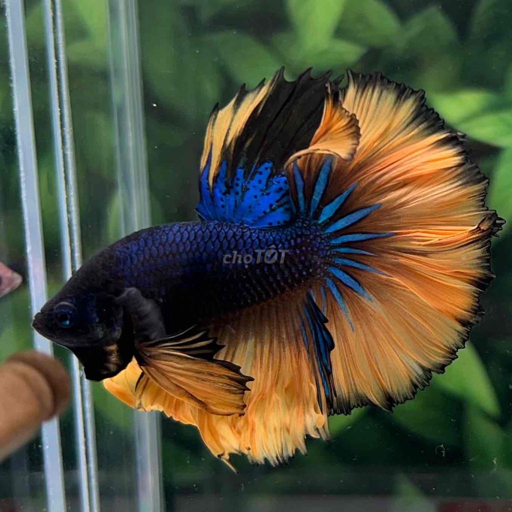 cá Betta Halfmoon. Mua bán Thú cưng khác tại Huyện Hóc Môn Tp Hồ Chí Minh được đăng bởi Cậu Ba Betta  hình 1