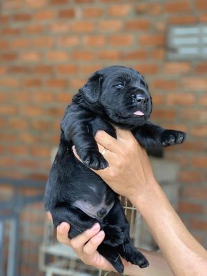 Labrador đen trắng thuần chủng ☘️☘️☘️. Mua bán Chó tại Quận Liên Chiểu Đà Nẵng được đăng bởi Huyền chip