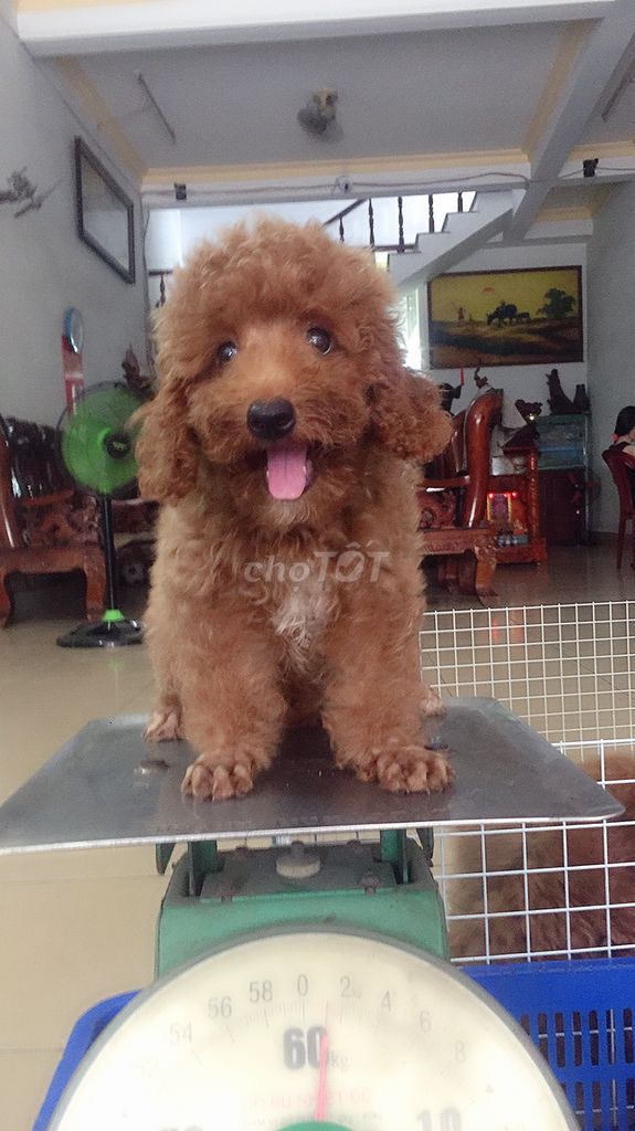 0365129775 - Chó poodle 4 tháng tuoi