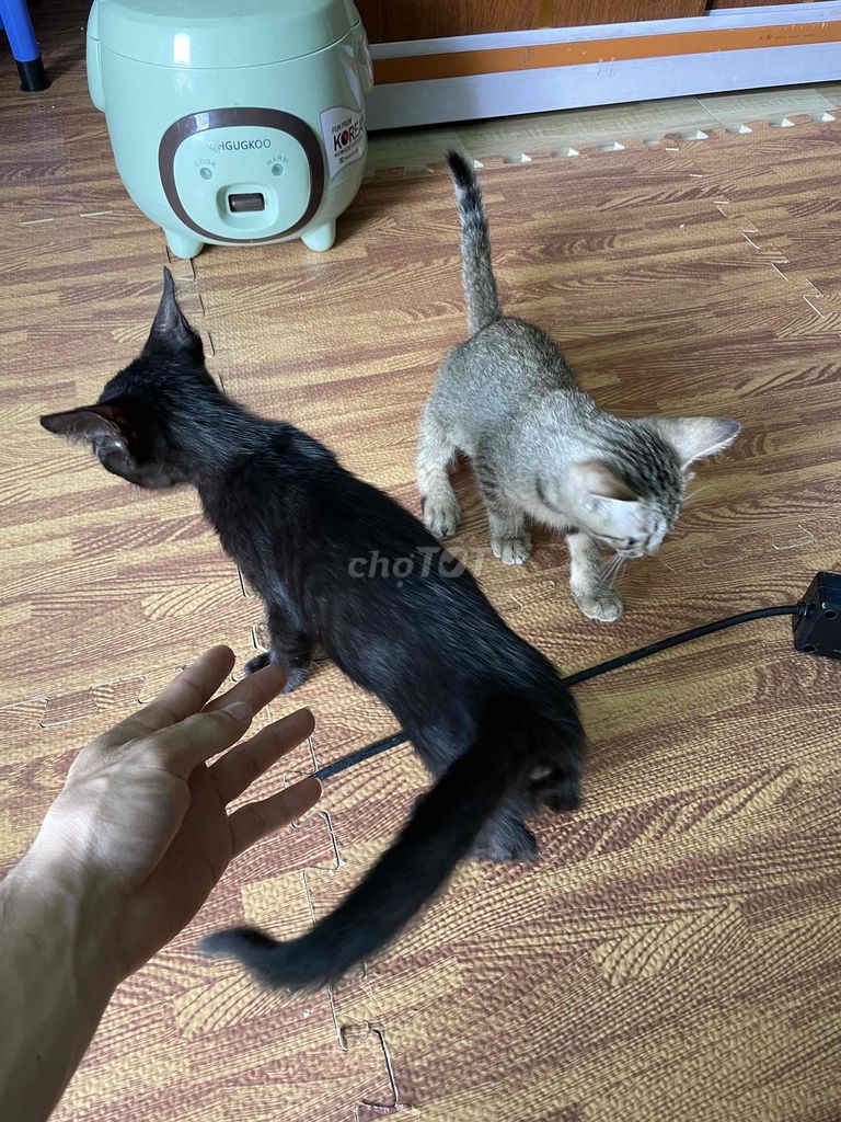 Mèo ta lai Mèo Anh Đen, Vằn. Mua bán Mèo tại Huyện Yên Phong Bắc Ninh được đăng bởi Chung Hảii hình 1