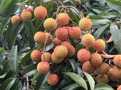 vải nhà. Mua bán Đồ ăn, thực phẩm và các loại khác tại Thành phố Huế Thừa Thiên Huế được đăng bởi Han Tu