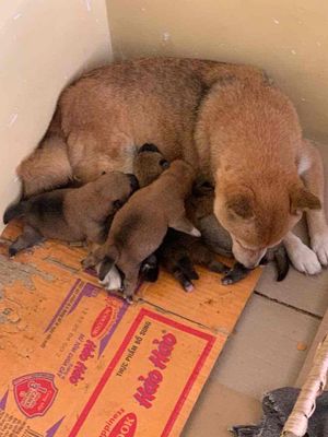 Chó Shiba sơ sinh Nâu đỏ