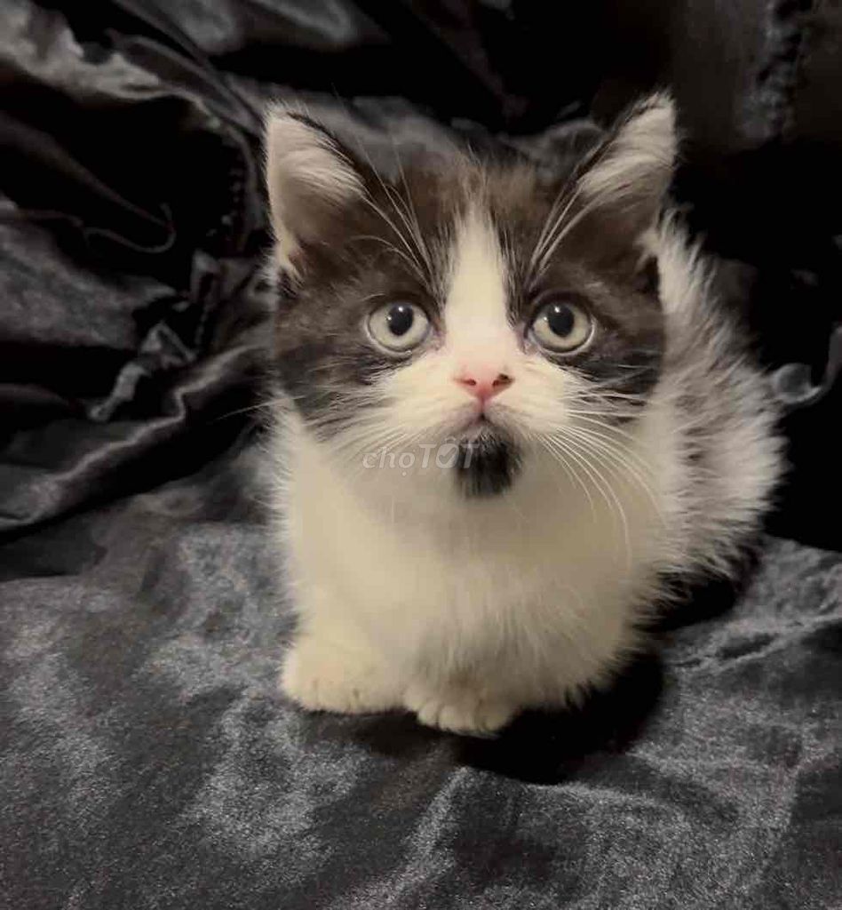 Bán bé mèo anh Chân Ngắn. Mua bán Mèo tại Quận Tân Phú Tp Hồ Chí Minh được đăng bởi Nguyễn Võ Hoàng Minh hình 4