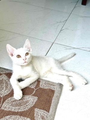 Mẻo nga mảu trăng. Mua bán Mèo tại Quận Tân Bình Tp Hồ Chí Minh được đăng bởi Phương