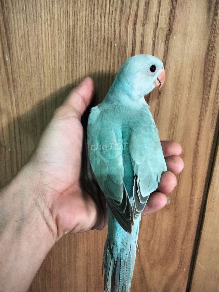 Ringneck trắng