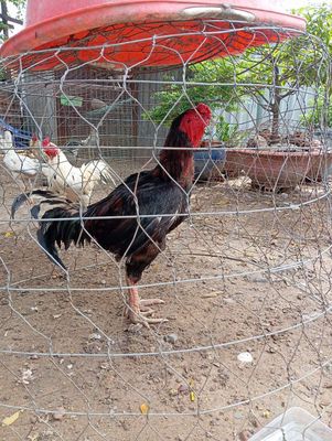 Trống gốc quảng ngãi nặg 4kg2 ae làm nọc hay tùy. Mua bán Gà tại Huyện Bình Chánh Tp Hồ Chí Minh được đăng bởi Thành Ban