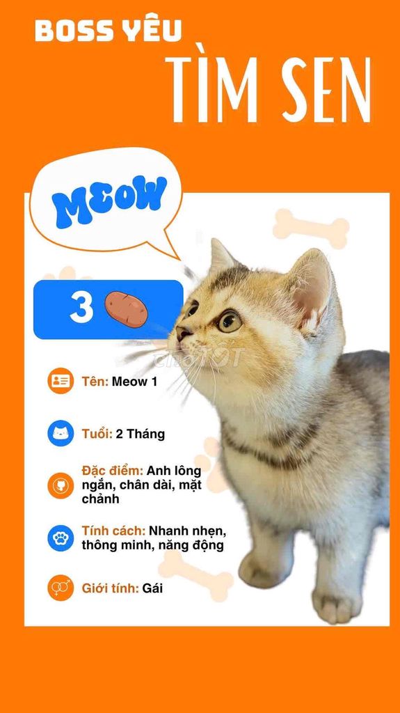 Mèo Anh lông ngắn 2 tháng. Mua bán Mèo tại Thành phố Thủ Đức Tp Hồ Chí Minh được đăng bởi Bằng hình 1
