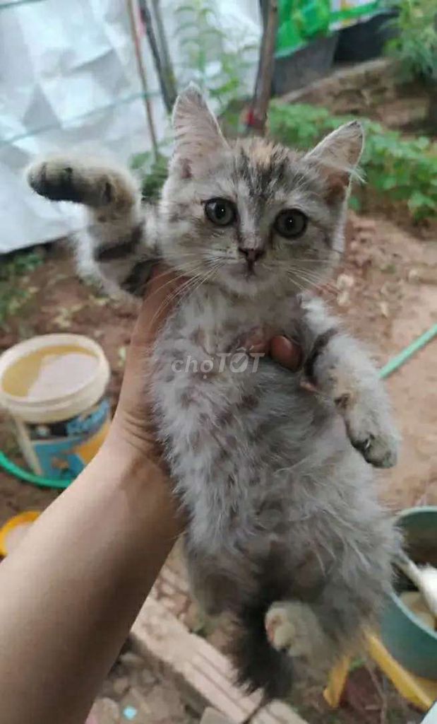 Tìm nhà mới cho meo meo ạ. Mua bán Mèo tại Quận Tây Hồ Hà Nội được đăng bởi Cậu Vàng hình 1