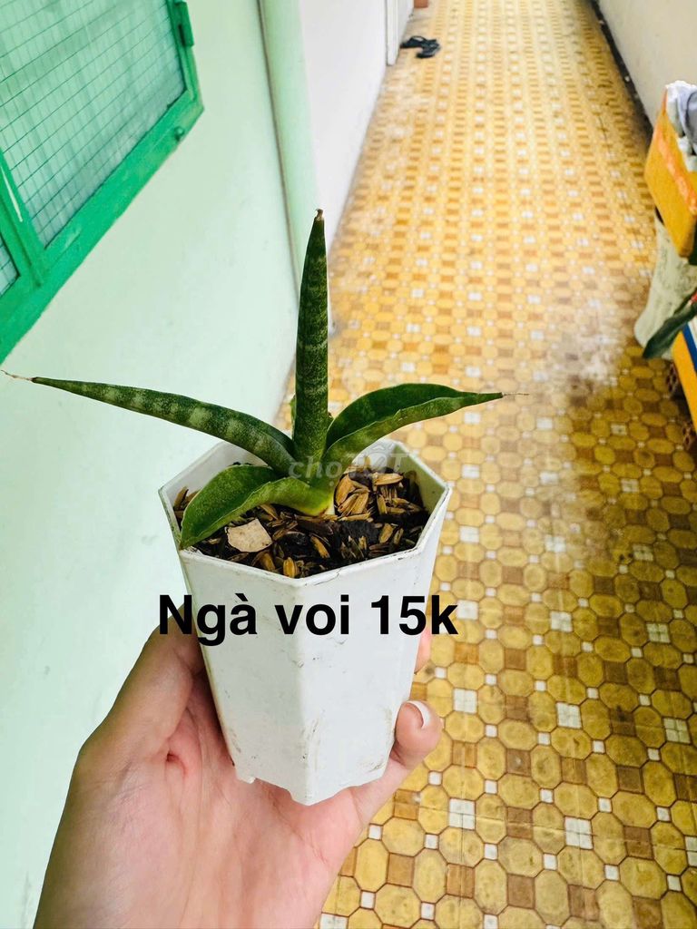 Sen đá