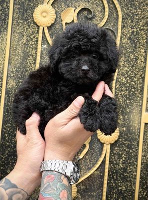 Chó Poodle Đen đã tiêm vaccine