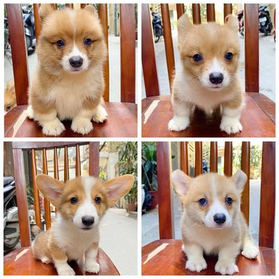 Bé CHÓ  corgi xinh tìm nhà mới ạ