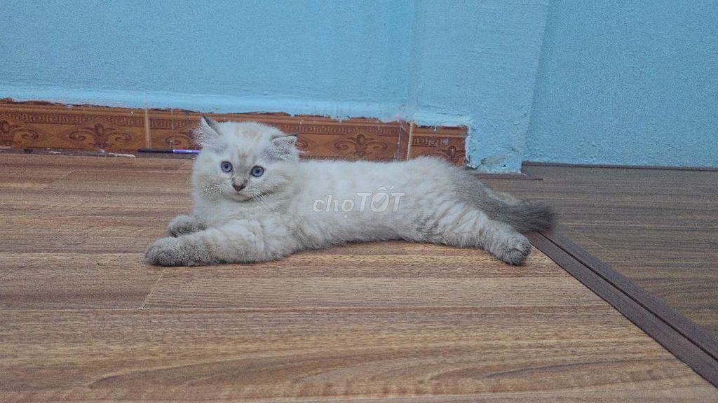 Mèo Silver point Trắng. Mua bán Mèo tại Quận Hà Đông Hà Nội được đăng bởi Anhnguyen Lan hình 1