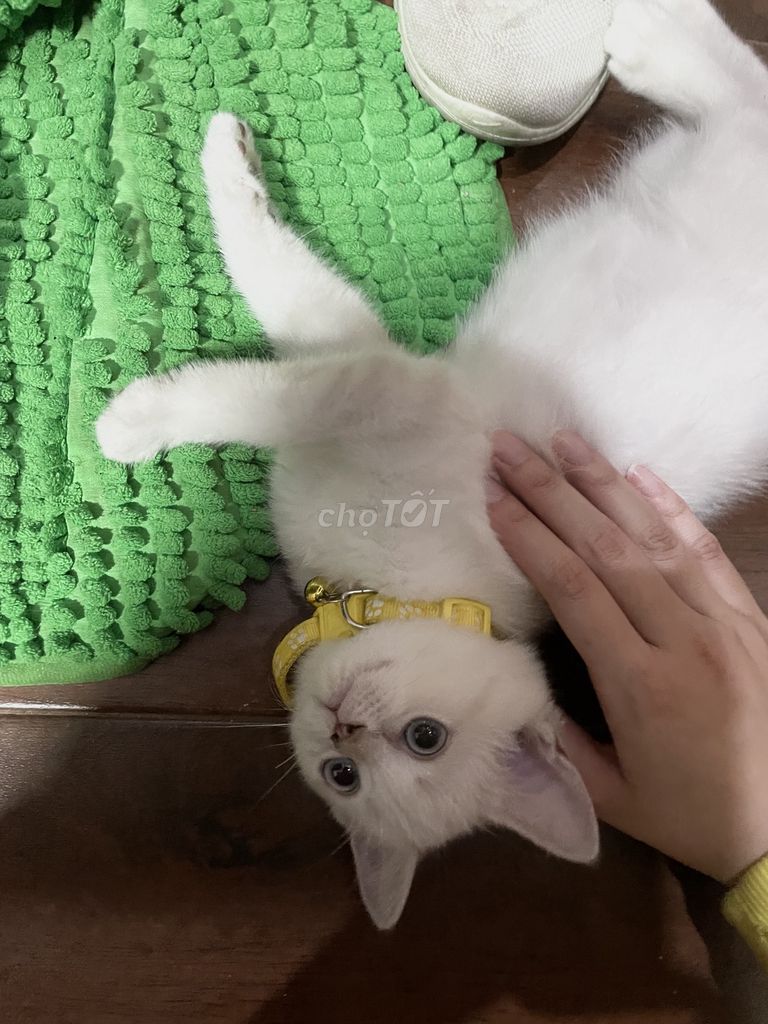 Mèo anh lông ngắn trắng gần 4 tháng tuổi