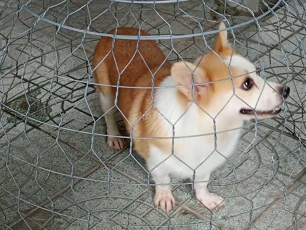 Corgi Đực Đã Thiến . Mua bán Chó tại Quận Gò Vấp Tp Hồ Chí Minh được đăng bởi Nhân Rottweiler  hình 1