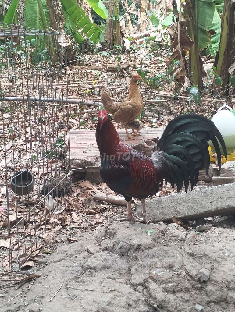 Gà chọi Đỏ đen Đực Mùa 2. Mua bán Gà tại Huyện Hòa Thành Tây Ninh được đăng bởi Minh Tran  hình 1