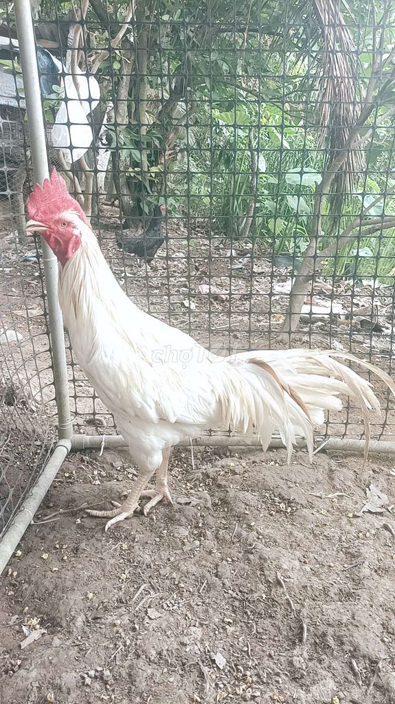 3,3kg bướm thái mỹ Việt . Mua bán Gà tại Quận Bình Thuỷ Cần Thơ được đăng bởi nguyen van hien hình 1