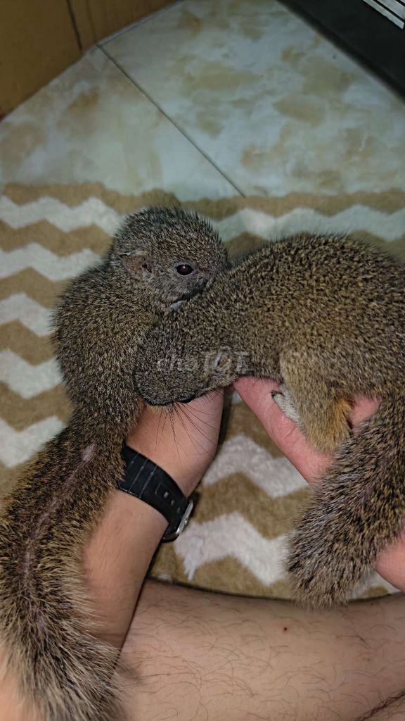 sóc bông baby. Mua bán Thú cưng khác tại Huyện Bàu Bàng Bình Dương được đăng bởi Thanh Thống  hình 1