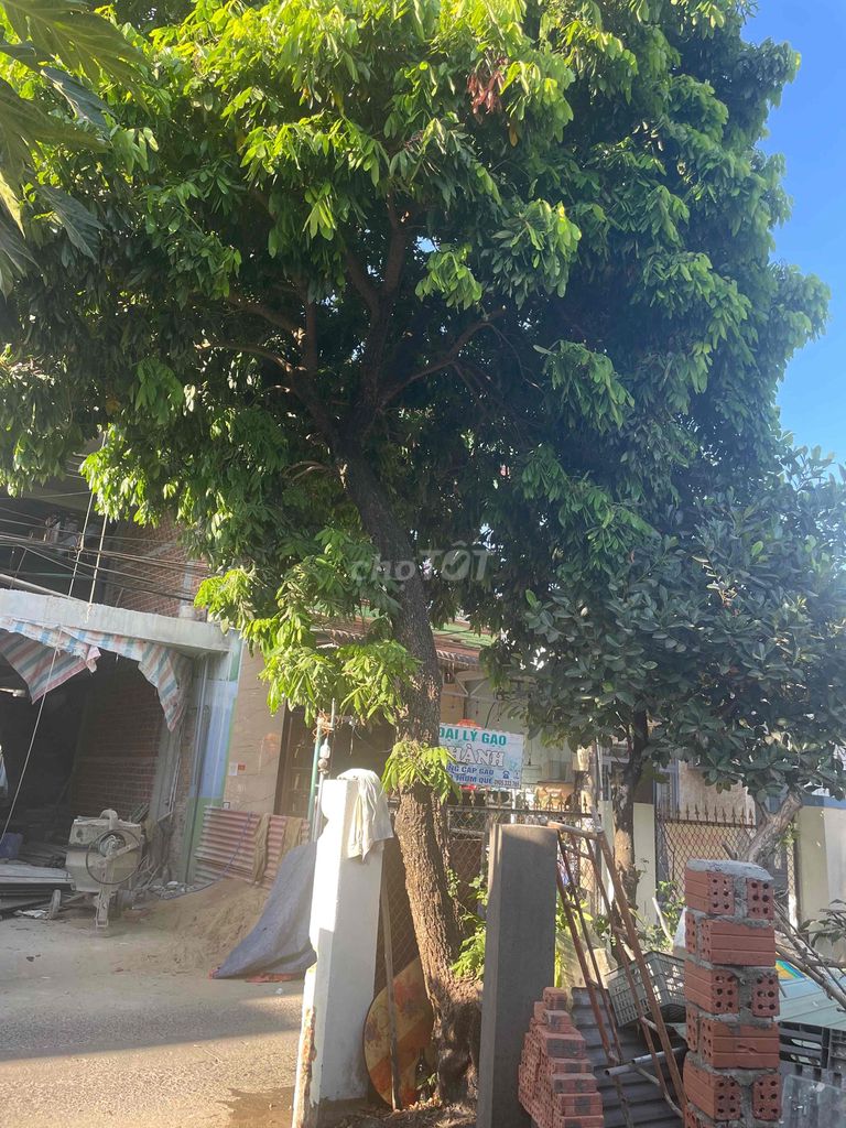 Cây nhãn lâu năm ngọt khỏe mạnh. Mua bán Cây cảnh, đồ trang trí tại Huyện Hòa Vang Đà Nẵng được đăng bởi Kip Luyện hình 1