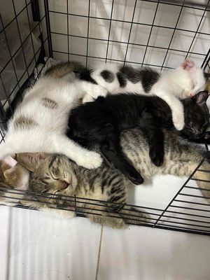 BÁN MÈO. Mua bán Mèo tại Quận Bình Thạnh Tp Hồ Chí Minh được đăng bởi TRẦN THỊ NGỌC MỸ