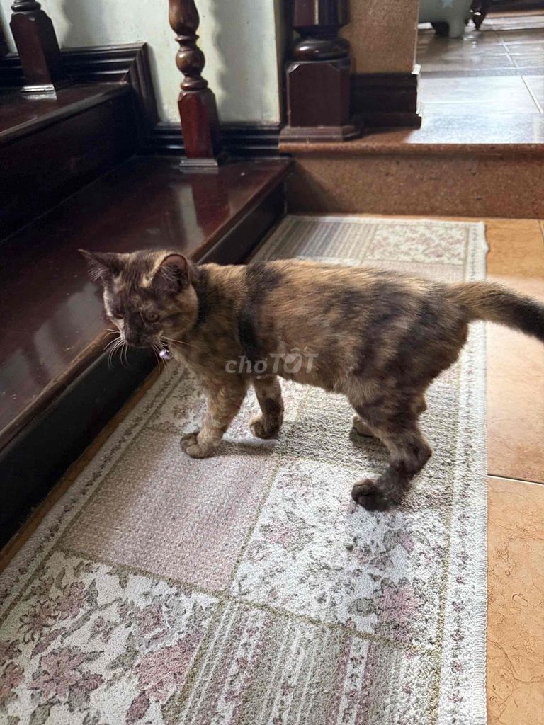 mèo Anh 5 tháng lông ngắn lai lông dài. Mua bán Mèo tại Thành phố Vũng Tàu Bà Rịa - Vũng Tàu được đăng bởi Minhee Kim hình 1