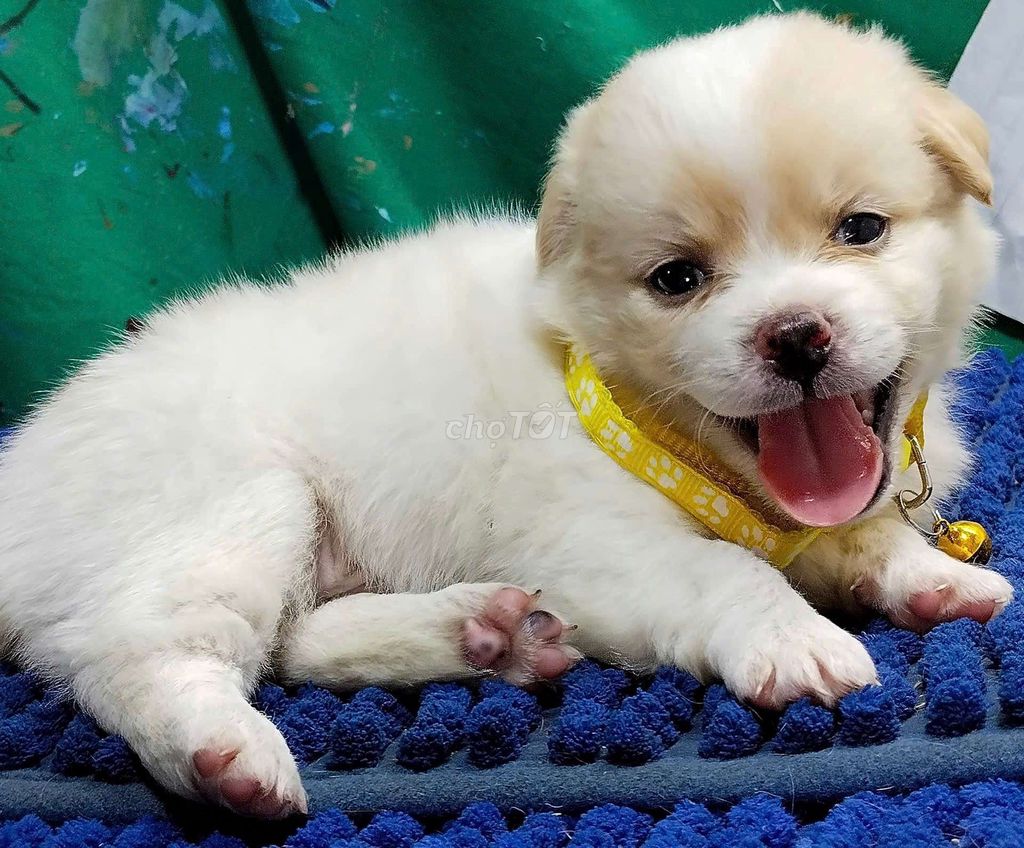 Chó Golden đực màu trắng thân thiện hay cười . Mua bán Chó tại Quận Bình Tân Tp Hồ Chí Minh được đăng bởi Nguyễn Hằng hình 1